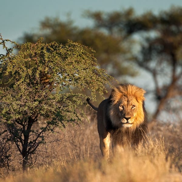 All Around Africa: Desert Dreams & Safari Wonders